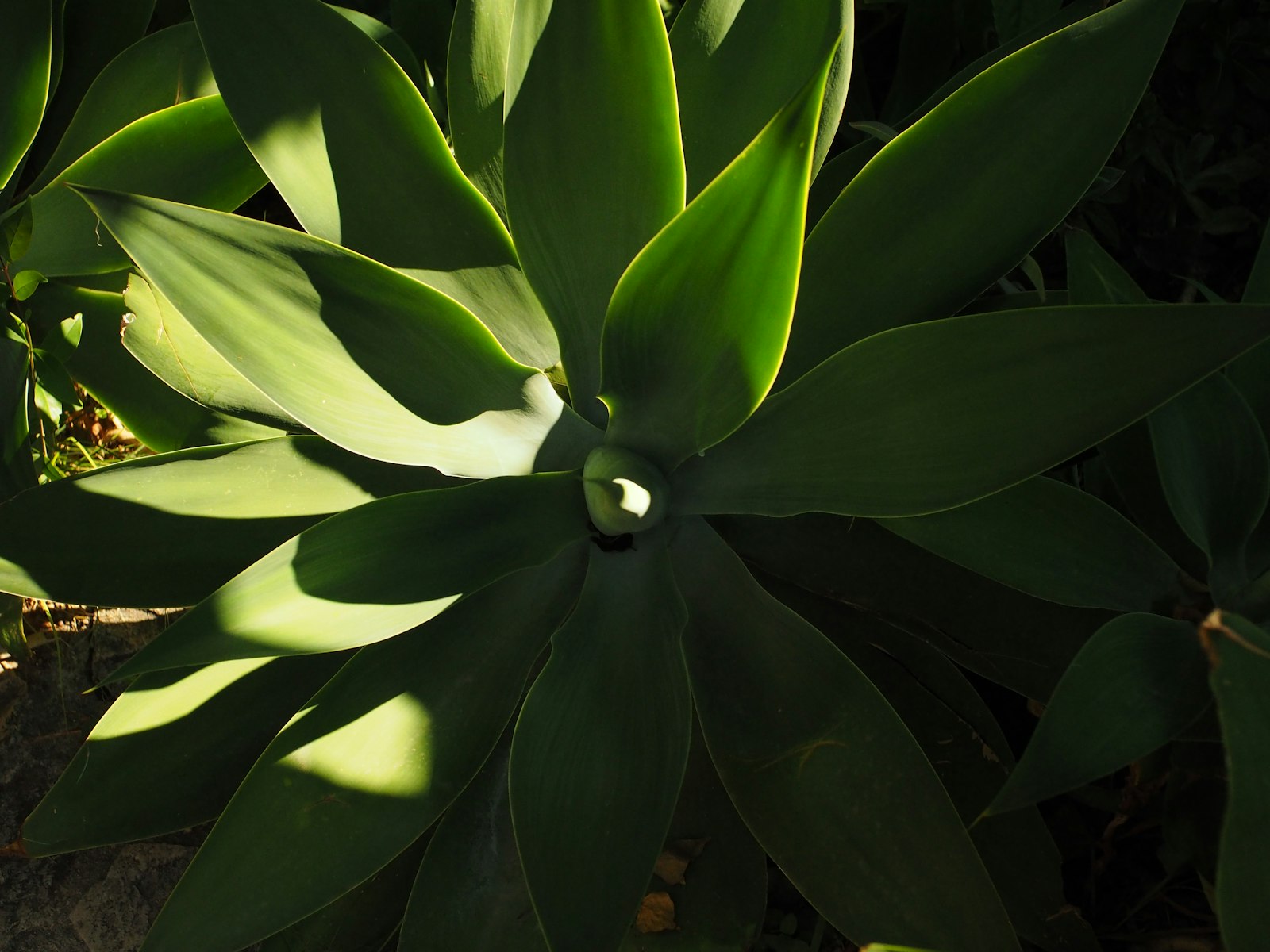 Backlit agave americana leaves in late-afternoon Sonoran sun.