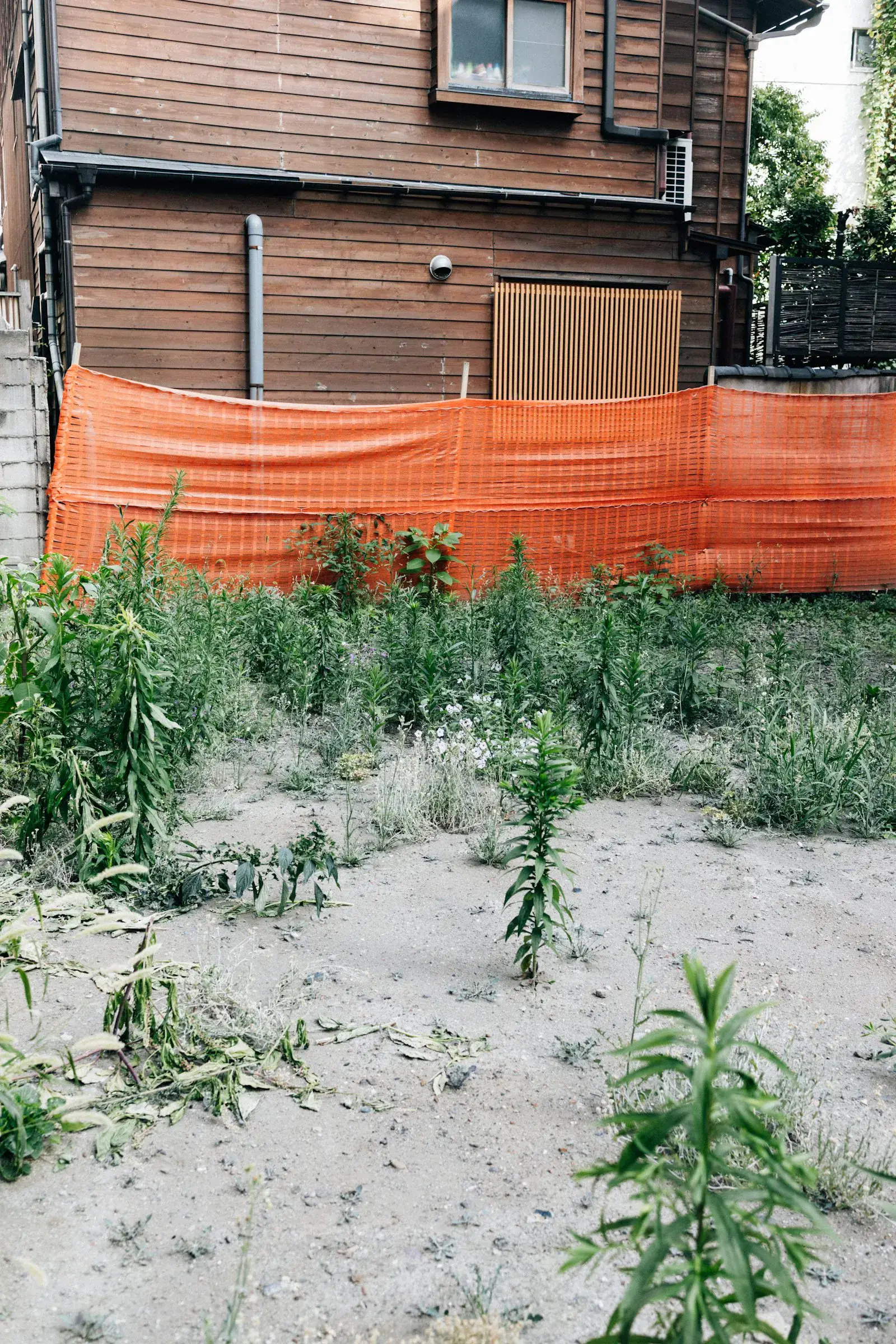 A neglected Phoenix property before an overgrown-reset visit — knee-high weeds and brush.