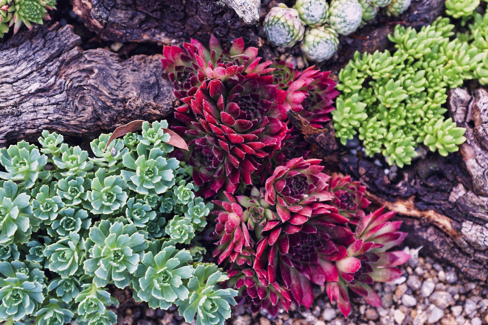 Mixed succulent bed with bark mulch in a Phoenix residential yard.